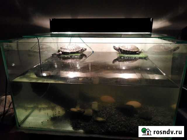 Красноухая черепаха с аквариумом Курск - изображение 1