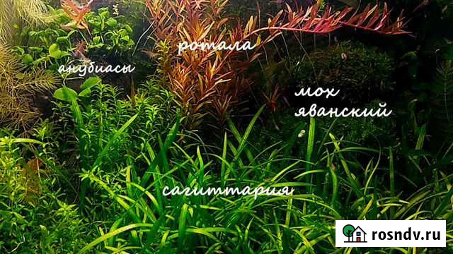 Прополка аквариумных растений Балашиха - изображение 1