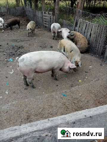 Туши Полутуши Четвертя Новочеркасск - изображение 1