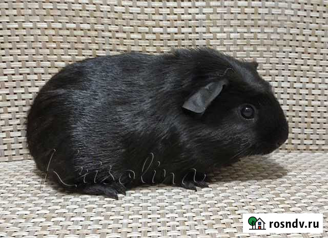 Свинка морская короткошерстная крестед самец Санкт-Петербург - изображение 1