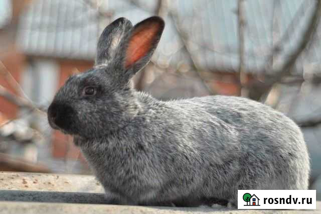 Кролики Ставрово - изображение 1