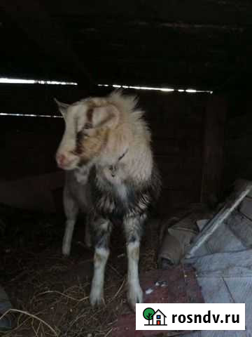 Козел Славянск-на-Кубани - изображение 1