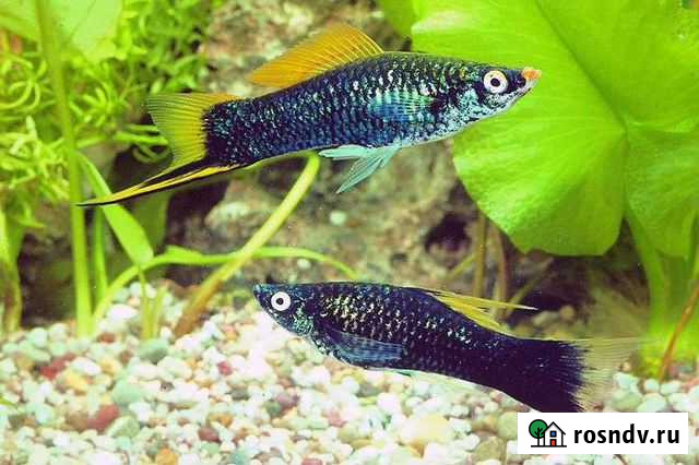 Меченосец черный Иваново - изображение 1