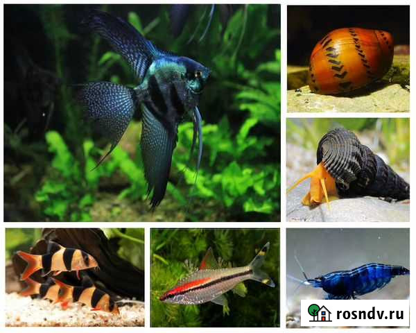 Аквариумные рыбки и креветки Новороссийск - изображение 1