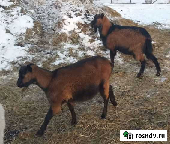 Козы Упорово - изображение 1