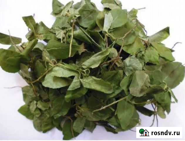 Боровая матка Грозный - изображение 1