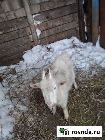 Козел Биробиджан - изображение 1