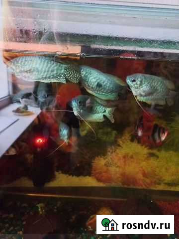 Гурами мраморный Бавлы - изображение 1