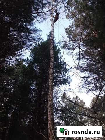 Спил деревьев Томск - изображение 1