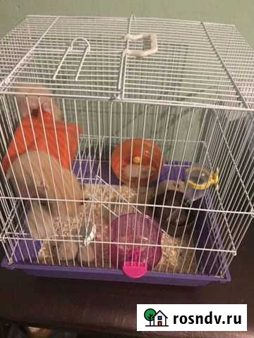 Сирийский хомяк Кстово - изображение 1