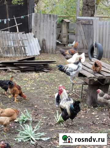 Петухи Пролетарский - изображение 1