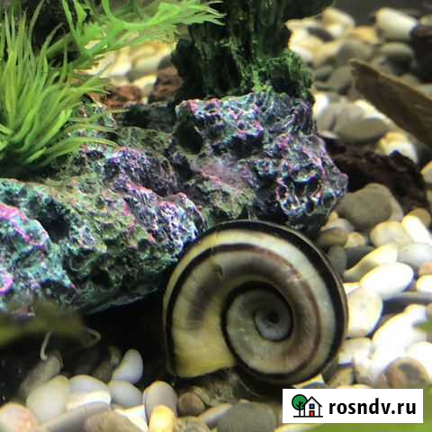 Мариза Армавир - изображение 1