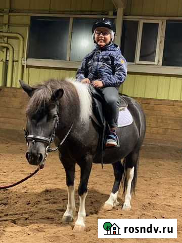 Шетлендская пони Москва - изображение 1