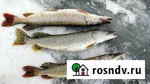 Рыба. Речная рыба. Морская рыба Томск - изображение 1