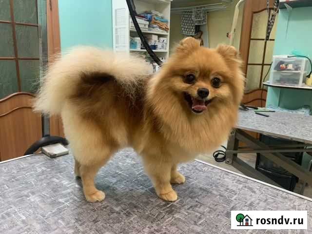 Стрижка собак Тверь - изображение 1