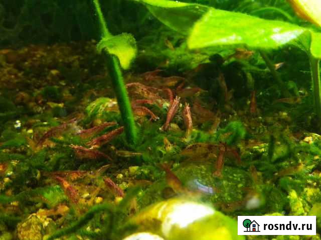 Аквариумные креветки Усолье-Сибирское - изображение 1