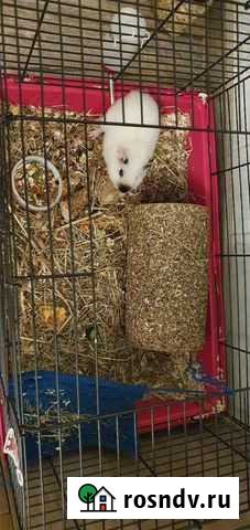 Морская свинка,породы американский тедди Новокузнецк - изображение 1