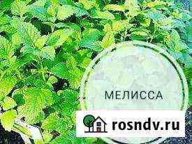 Мелисса. Чай Абакан