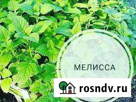 Мелисса. Чай Абакан - изображение 1