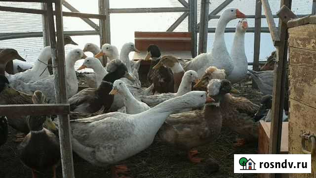 Утки и гуси, петухи на племя Барнаул - изображение 1