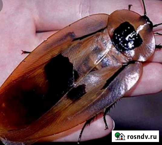 Таракан мёртвая голова Азов - изображение 1