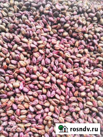 Виноградная косточка Саратов - изображение 1