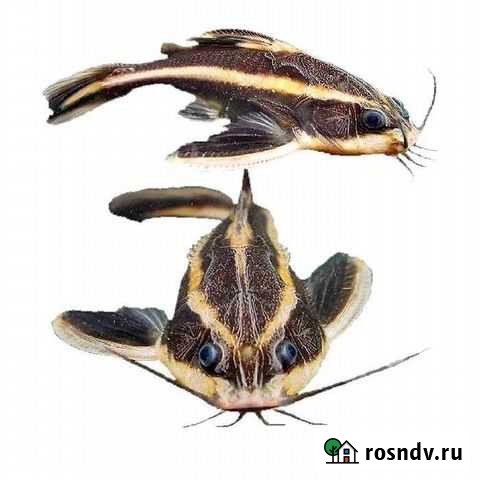 Платидорас, анциструс 089, 182,184 Люберцы - изображение 1