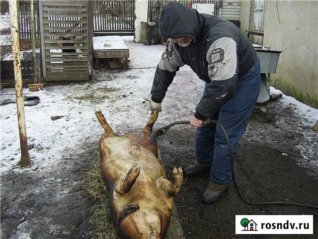 Забой скота Городец - изображение 1