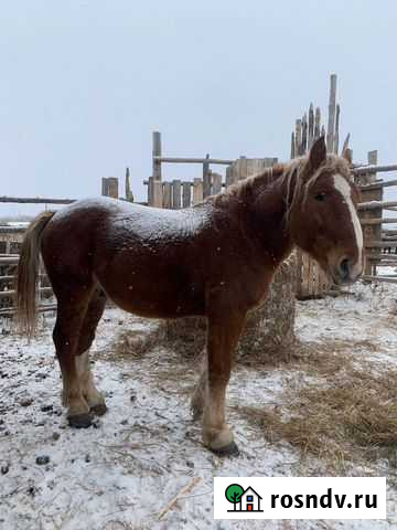 Жеребец Советский Тяжеловоз Барнаул - изображение 1