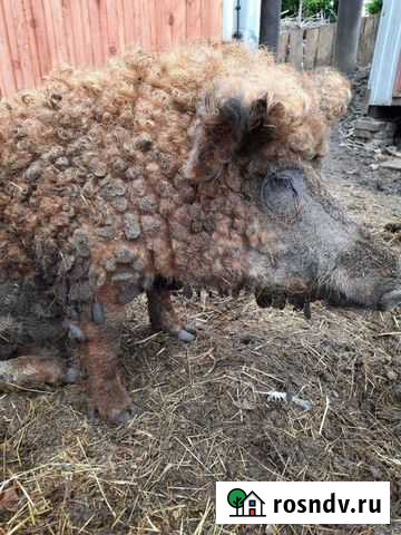 Кабан венгерской мангалицы чистопородный Ленинск-Кузнецкий - изображение 1