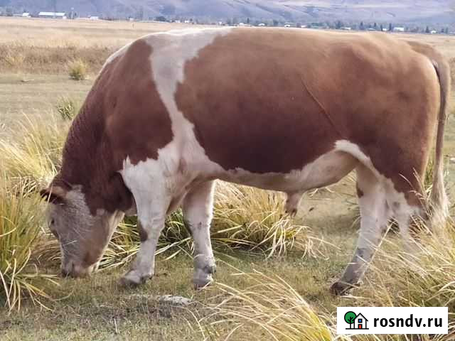 Бык на племя Абакан - изображение 1