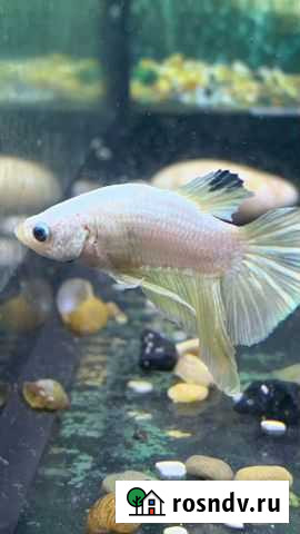 Петушки Тамбов - изображение 1