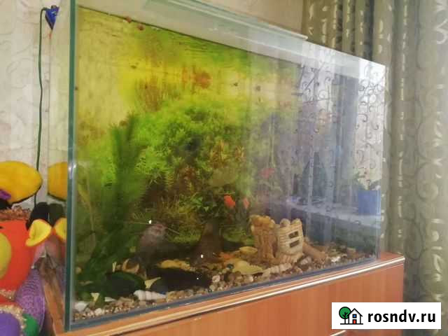 Аквариум Альметьевск - изображение 1