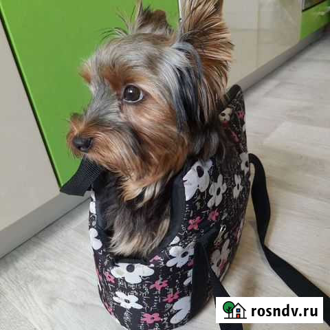 Сумка переноска Гусев - изображение 1