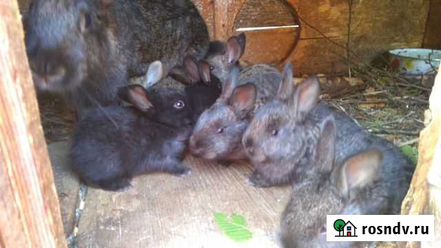 Кроли Агой - изображение 1