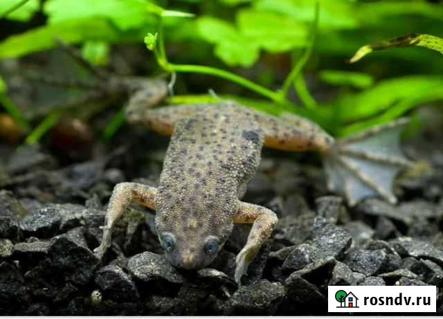Лягушка карликовая Благовещенск - изображение 1
