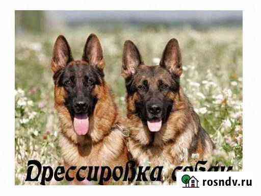 Дрессировка собак Мурманск