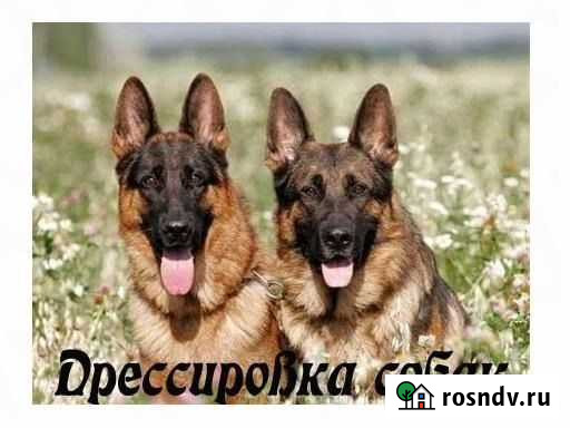 Дрессировка собак Мурманск - изображение 1