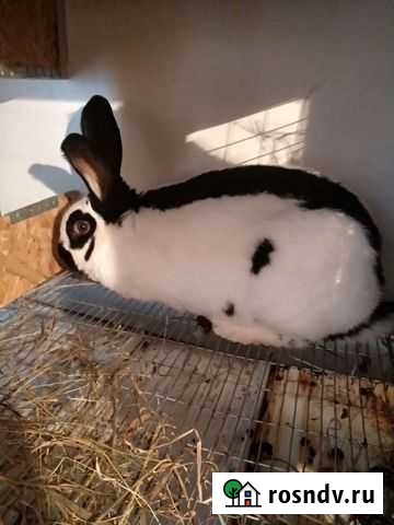 Лпх-Маяк Кролики строкачи Челябинск - изображение 1