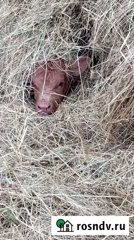 Молозиво коровье Шарья - изображение 1