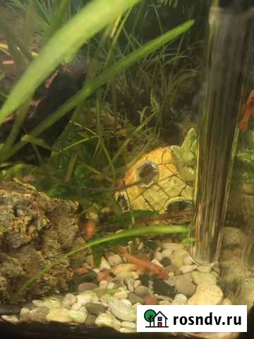 Сомики анциструсы Щёлково - изображение 1