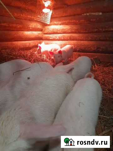Поросята ландрас Кардымово - изображение 1