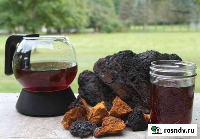 Чага берёзовая Бея - изображение 1