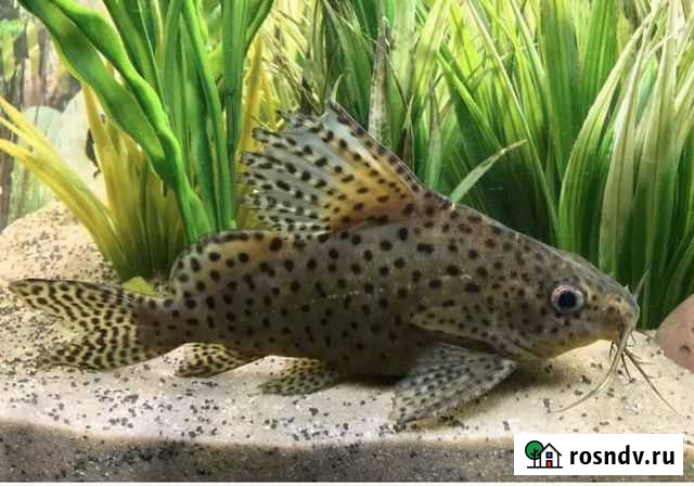 Сом синодонтис Бийск - изображение 1