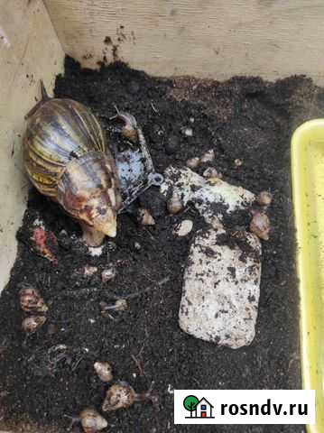 Улитки ахатины Йошкар-Ола - изображение 1