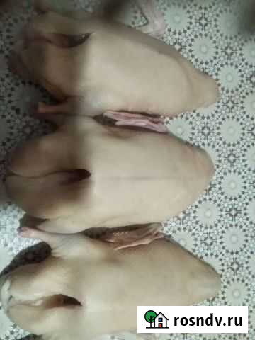 Продаются утки Урюпинск - изображение 1