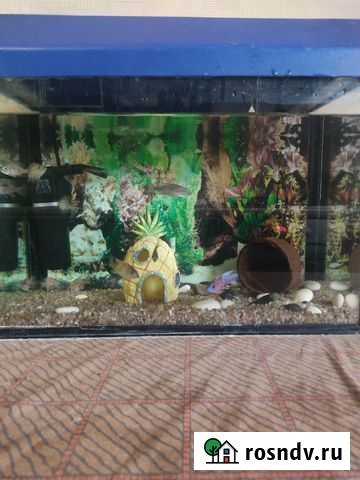 Аквариум Липецк - изображение 1