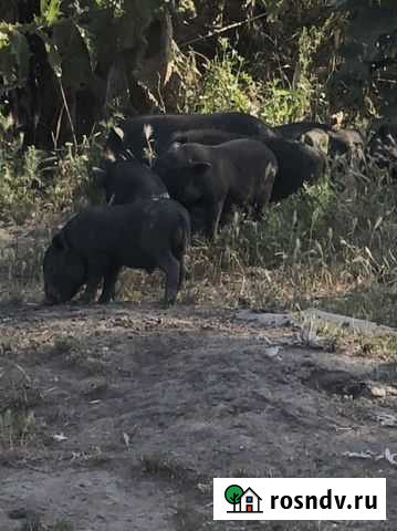 Вьетнамские поросята Тимашевск - изображение 1