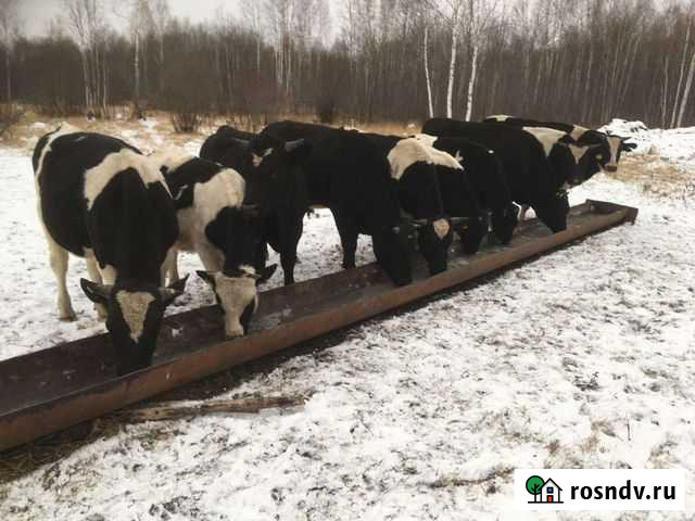 Мясо говядина экологически чистое Тюмень - изображение 1