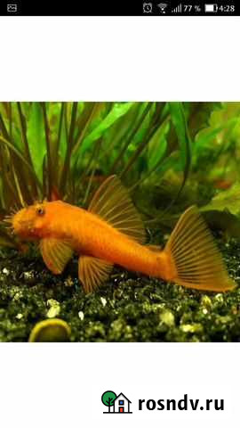 Сомик анциструс ред Октябрьский - изображение 1